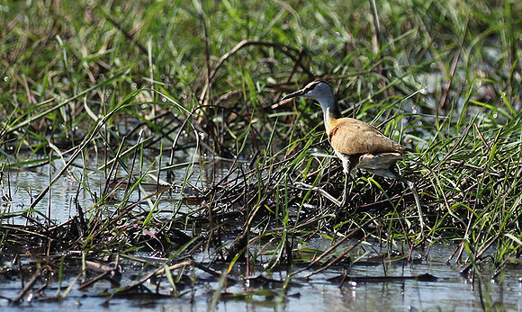 Lesser jacana