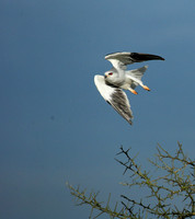 Black-winged kite in flight - Serengeti