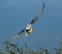 Black-winged kite in flight - Serengeti