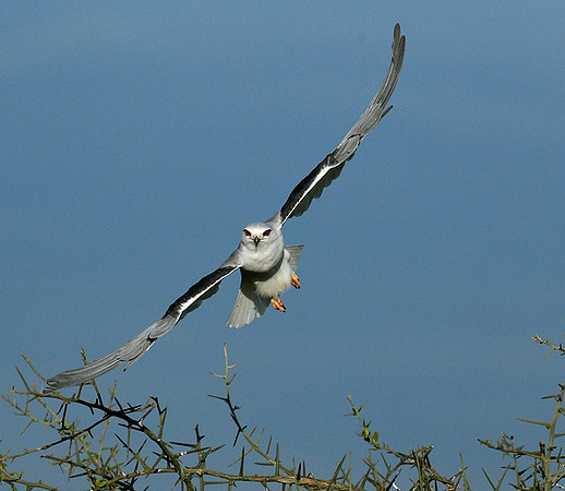 Black-winged kite in flight - Serengeti