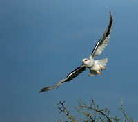 Black-winged kite in flight - Serengeti