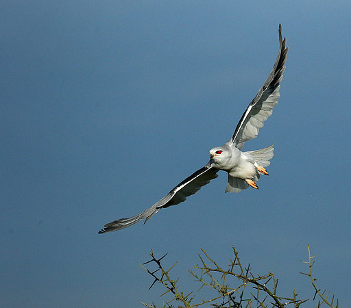 Black-winged kite in flight - Serengeti