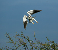 Black-winged kite in flight - Serengeti