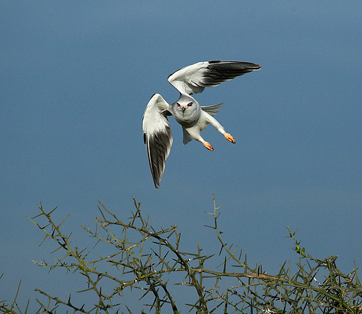 Black-winged kite in flight - Serengeti