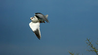 Black-winged kite in flight - Serengeti