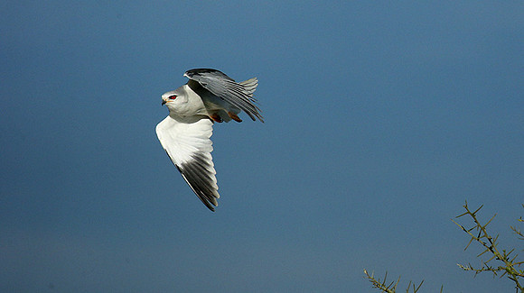 Black-winged kite in flight - Serengeti
