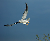Black-winged kite in flight - Serengeti