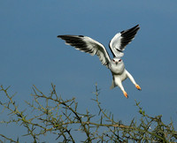 Black-winged kite in flight - Serengeti