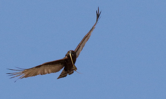 Brown snake eagle  - Hwange NP