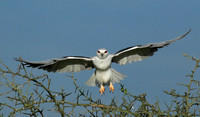 Black-winged kite in flight - Serengeti