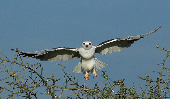 Black-winged kite in flight - Serengeti