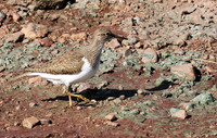 Common sandpiper