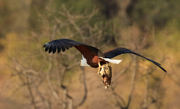 Fish eagle - Malilangwe