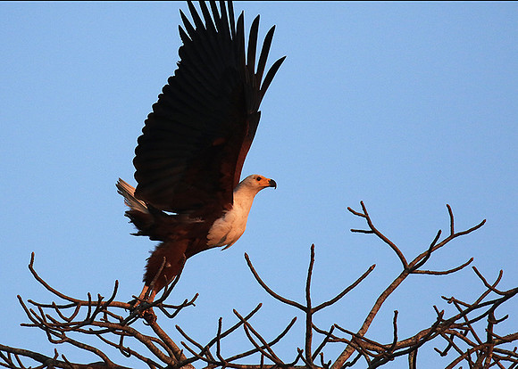 Fish eagle - Malilangwe