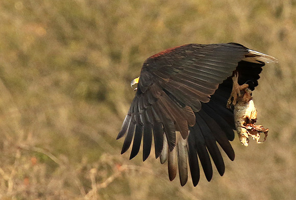 Fish eagle - Malilangwe