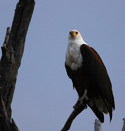 Fish eagle - Victoria falls