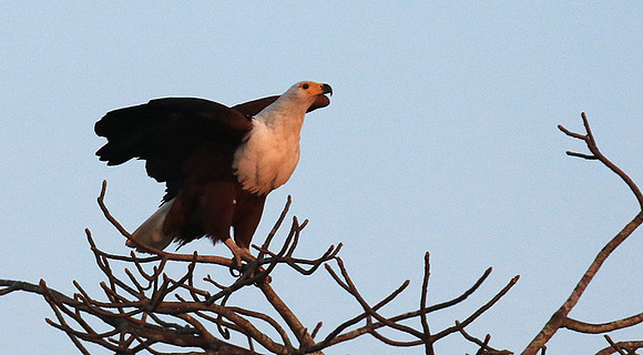 Fish eagle - Malilangwe
