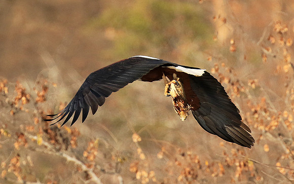 Fish eagle - Malilangwe
