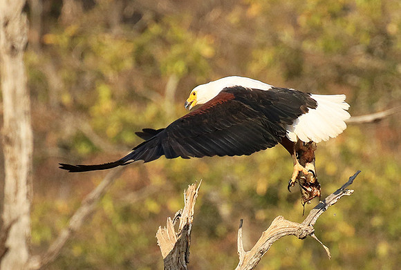Fish eagle - Malilangwe