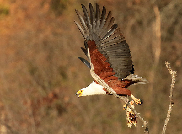 Fish eagle - Malilangwe