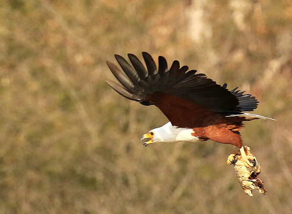 Fish eagle - Malilangwe