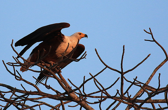 Fish eagle - Malilangwe