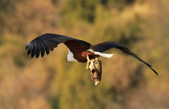 Fish eagle - Malilangwe