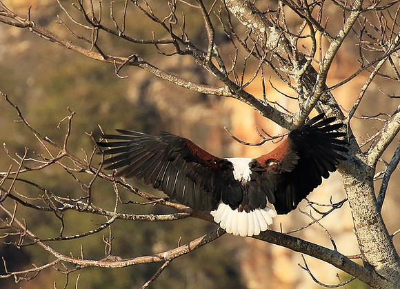 Fish eagle - Malilangwe