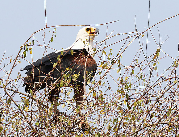 Fish eagle - Matusadona NP