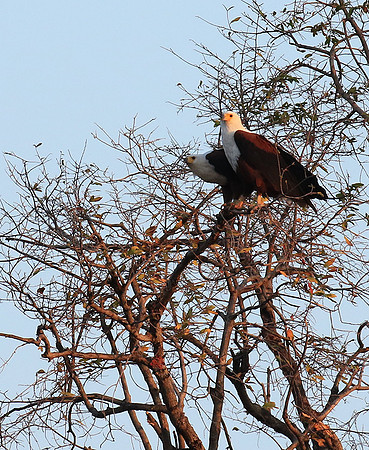 Fish eagle - Mana Pools NP