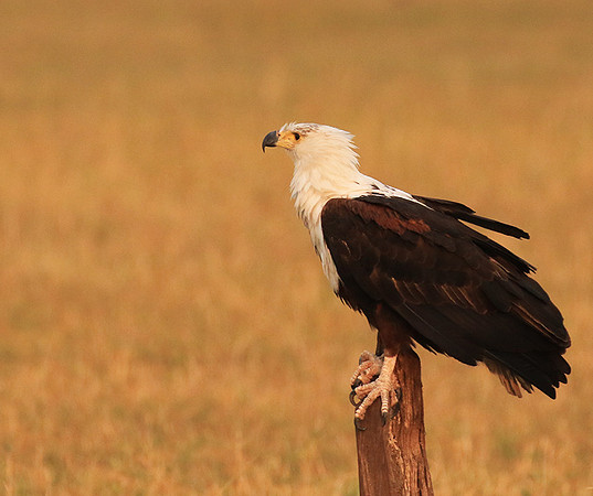 Fish eagle - Matusadona NP