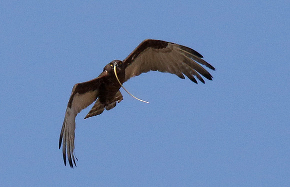 Brown snake eagle  - Hwange NP