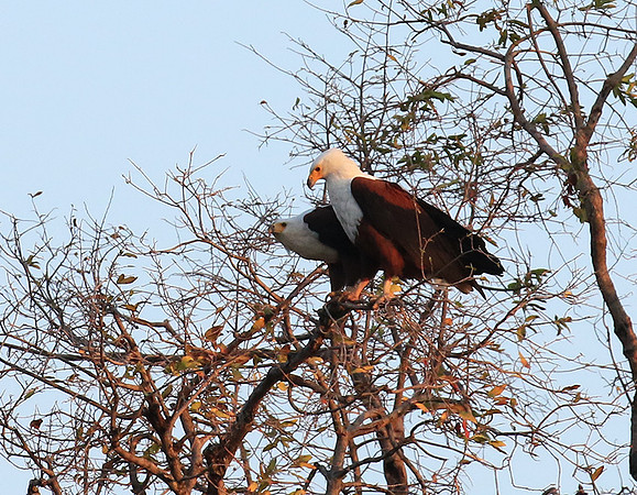 Fish eagle - Mana Pools NP
