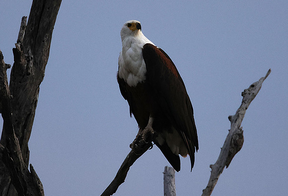Fish eagle - Victoria falls