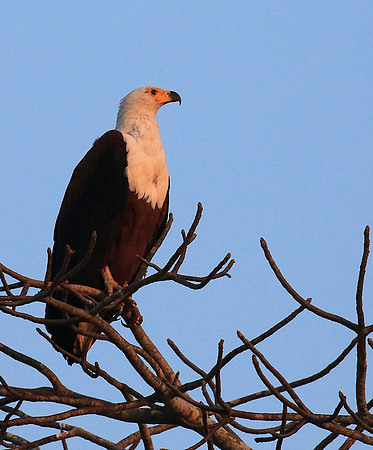Fish eagle - Malilangwe