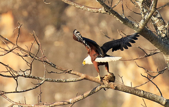 Fish eagle - Malilangwe
