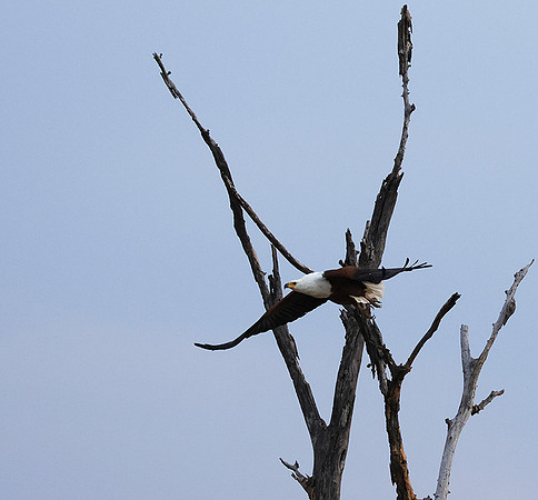 Fish eagle - Victoria falls