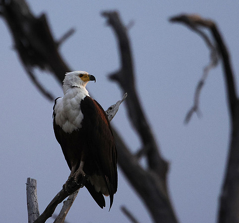 Fish eagle - Victoria falls