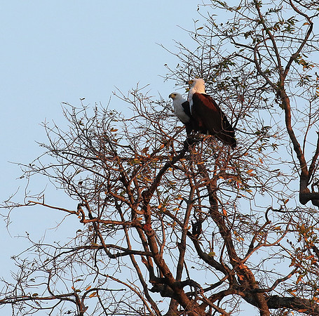 Fish eagle - Mana Pools NP