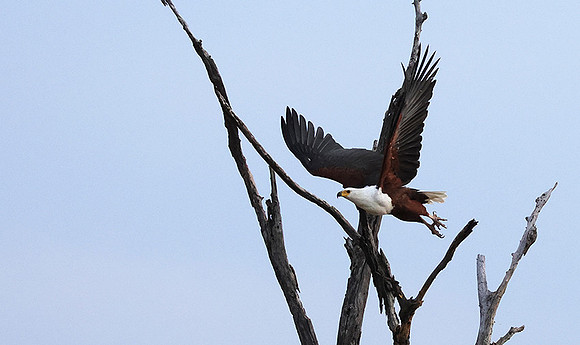 Fish eagle - Victoria falls