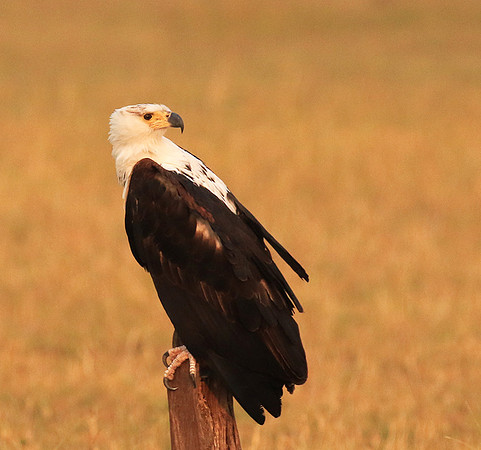 Fish eagle - Matusadona NP