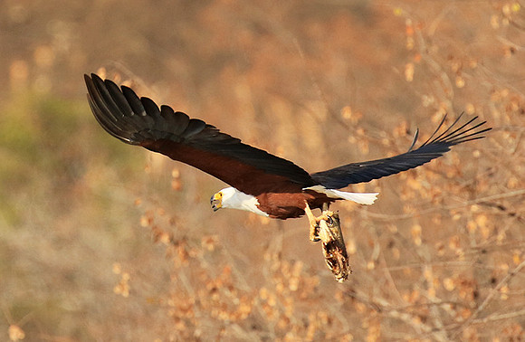 Fish eagle - Malilangwe