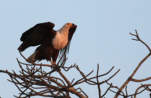 Fish eagle - Malilangwe