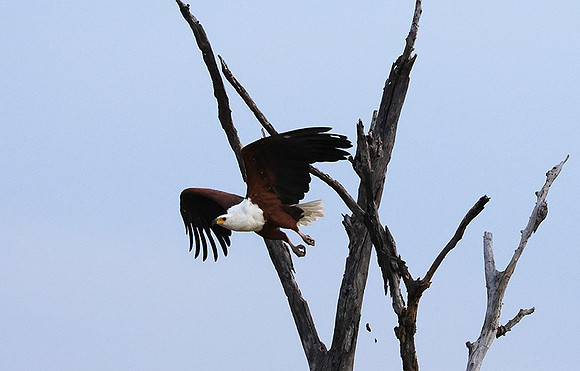 Fish eagle - Victoria falls