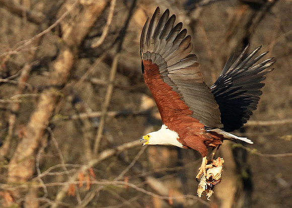 Fish eagle - Malilangwe