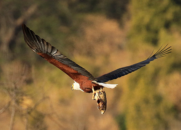 Fish eagle - Malilangwe
