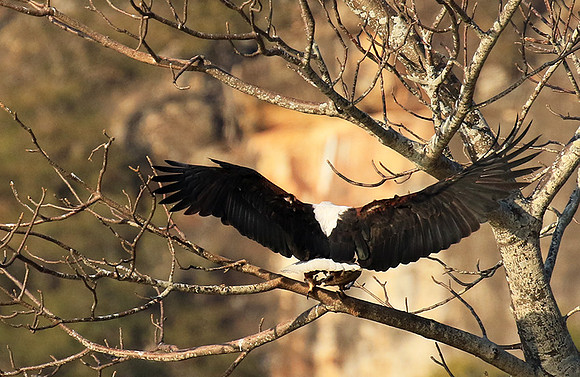 Fish eagle - Malilangwe