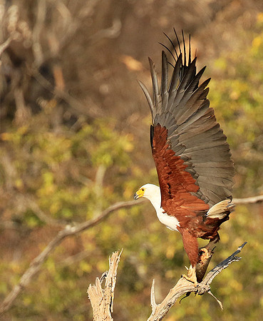 Fish eagle - Malilangwe