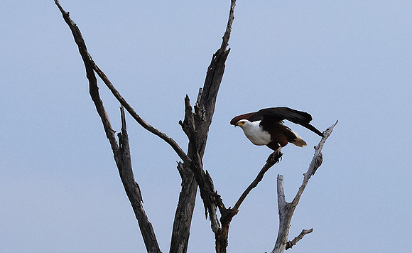 Fish eagle - Victoria falls