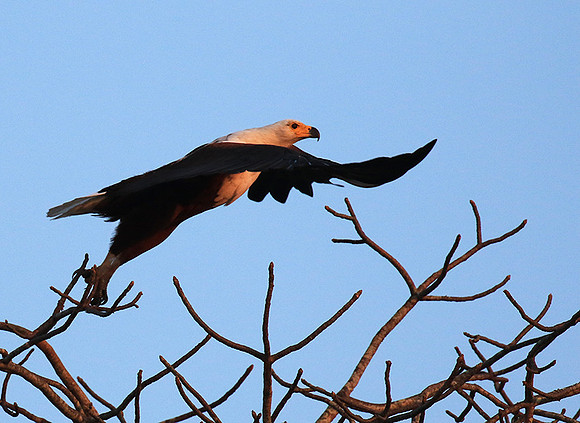 Fish eagle - Malilangwe